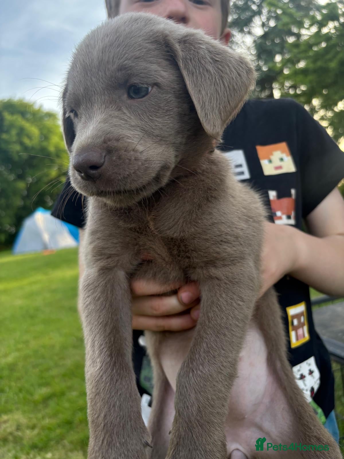 Labrador Retriever dogs Gorgeous Silver Labrador Puppies - home reared  - Advert 1