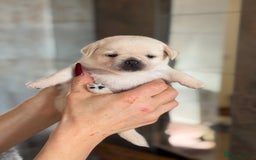 Mixed Breed dogs for sale: Adorable Pug x Pomeranian Puppies  - Image 27