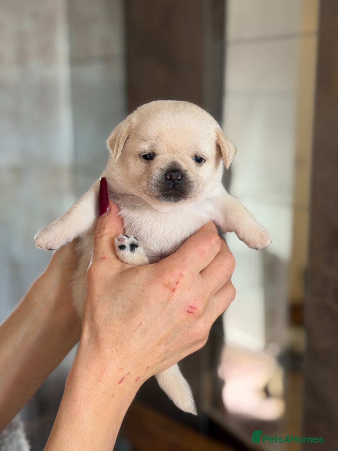 Mixed Breed dogs for sale: Adorable Pug x Pomeranian Puppies  - Image 27