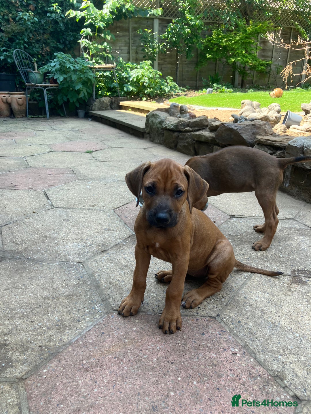 Rhodesian Ridgeback dogs for sale: Rhodesian ridgebacks for sale - Image 9