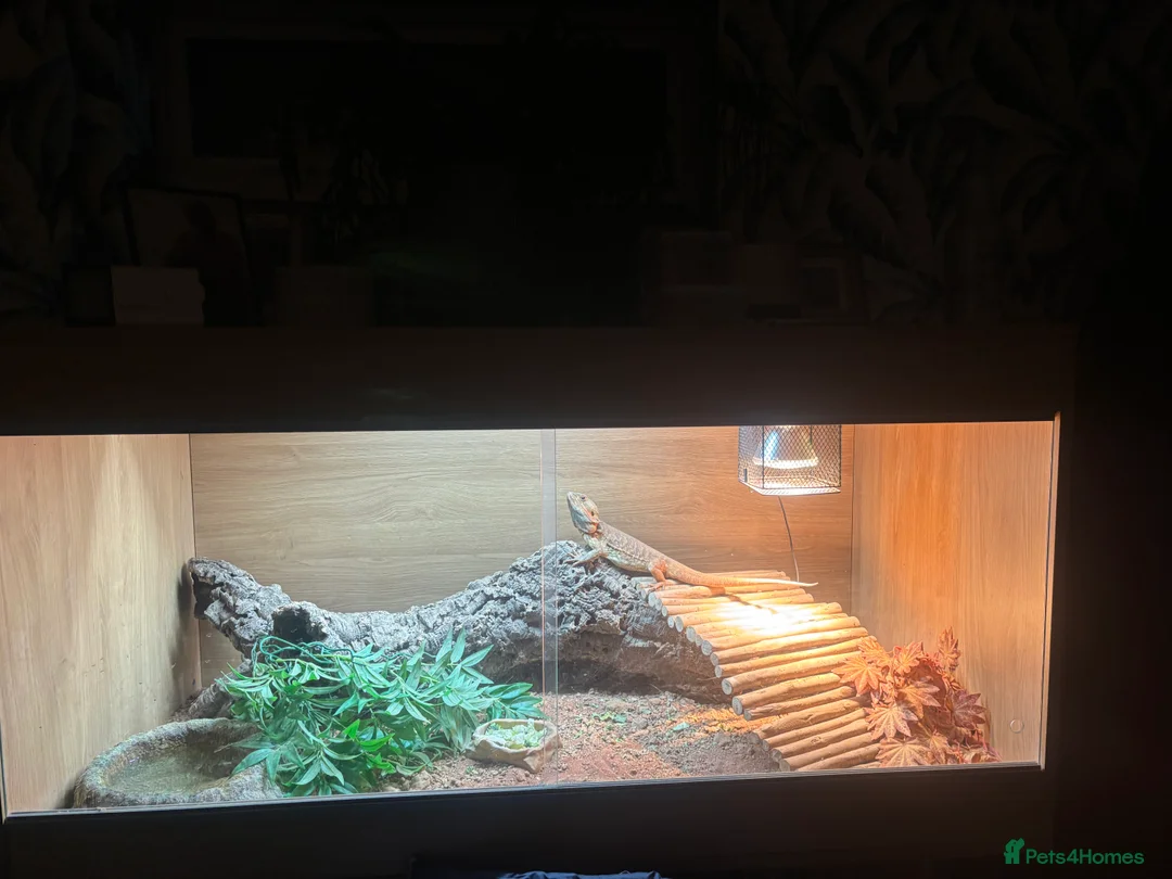 Bearded Dragon reptiles for sale: Bearded Dragon full set up for sale - Advert 6