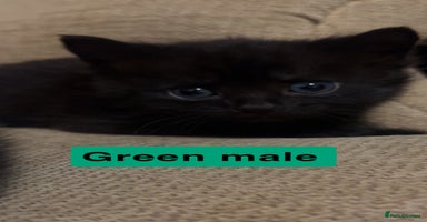 Mixed Breed cats 1 beautiful kitten left  - Advert 11