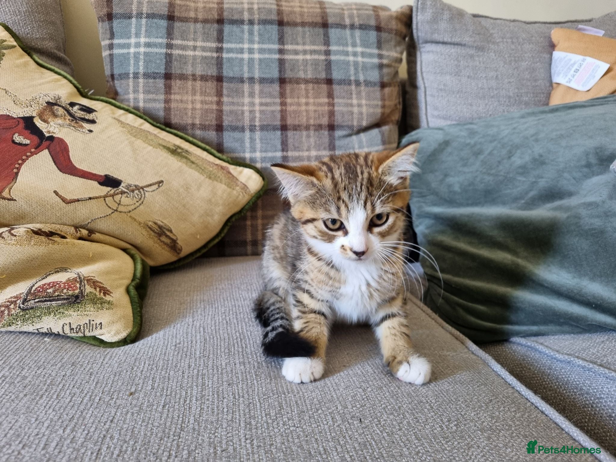 Mixed Breed cats Playful female tabby kitten - Advert 8