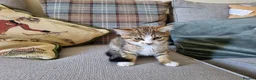 Mixed Breed cats for sale: Playful female tabby kitten - Advert 1