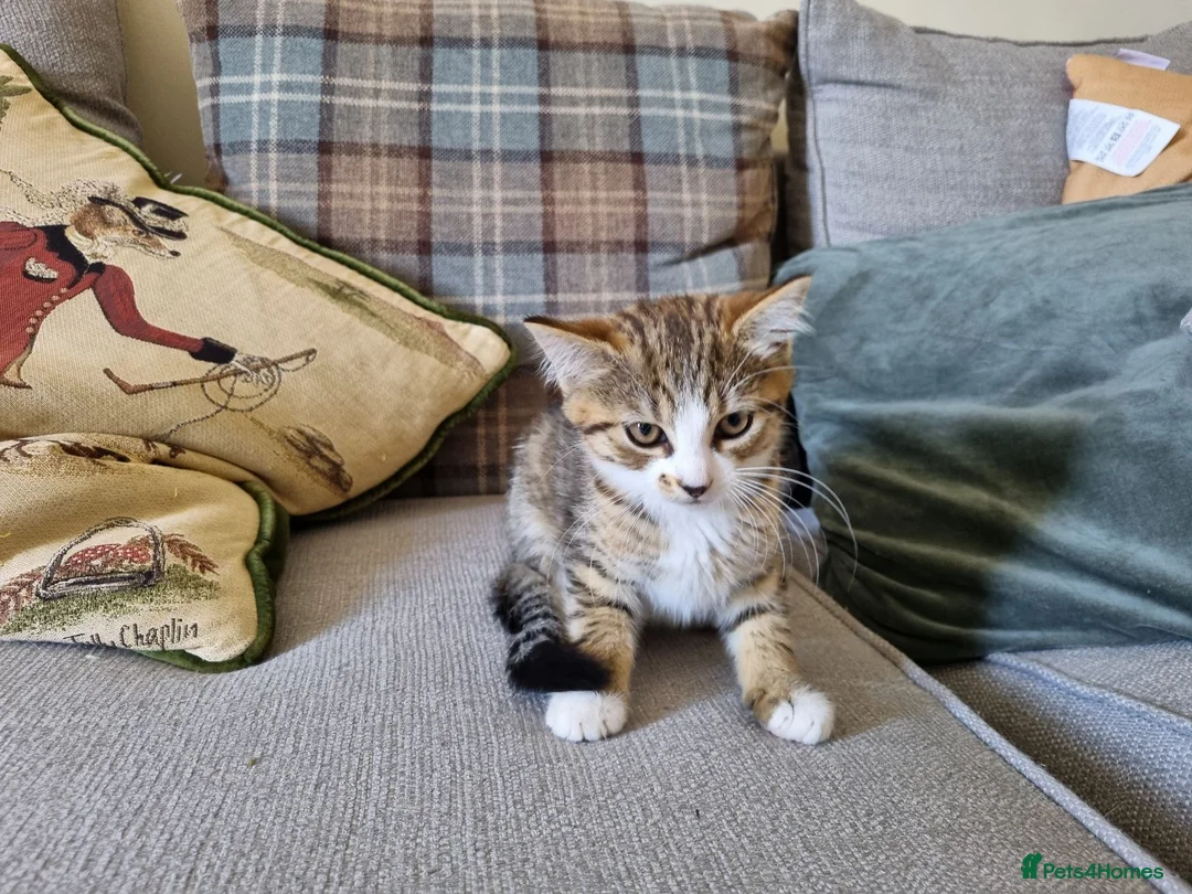 Mixed Breed cats for sale: Playful female tabby kitten - Advert 1