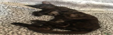 Gal(axy) (female)