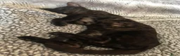 Bengal cats for sale: Retired breeding adults req. purrever pet homes 🐆 in Scunthorpe - Advert 4