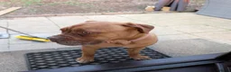 Dogue De Bordeaux dogs for sale: Thor and storm  in Mauchline - Advert 4