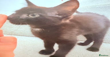 Mixed Breed cats - Advert 1
