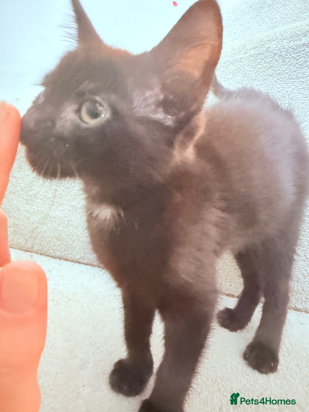 Mixed Breed cats for sale: 1 female black cat READY TO GO TODAY  - Image 3