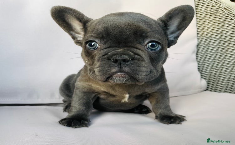 French Bulldog dogs KC registered French Bulldog Puppies - Advert 12
