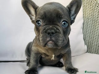 French Bulldog dogs KC registered French Bulldog Puppies - Advert 10