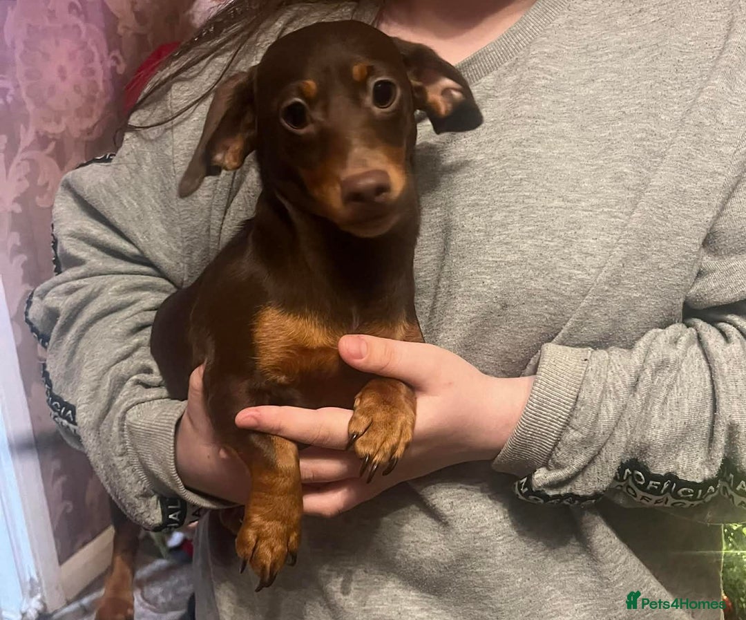 Dachshund dogs for sale: 2 dashound girls  - Advert 4