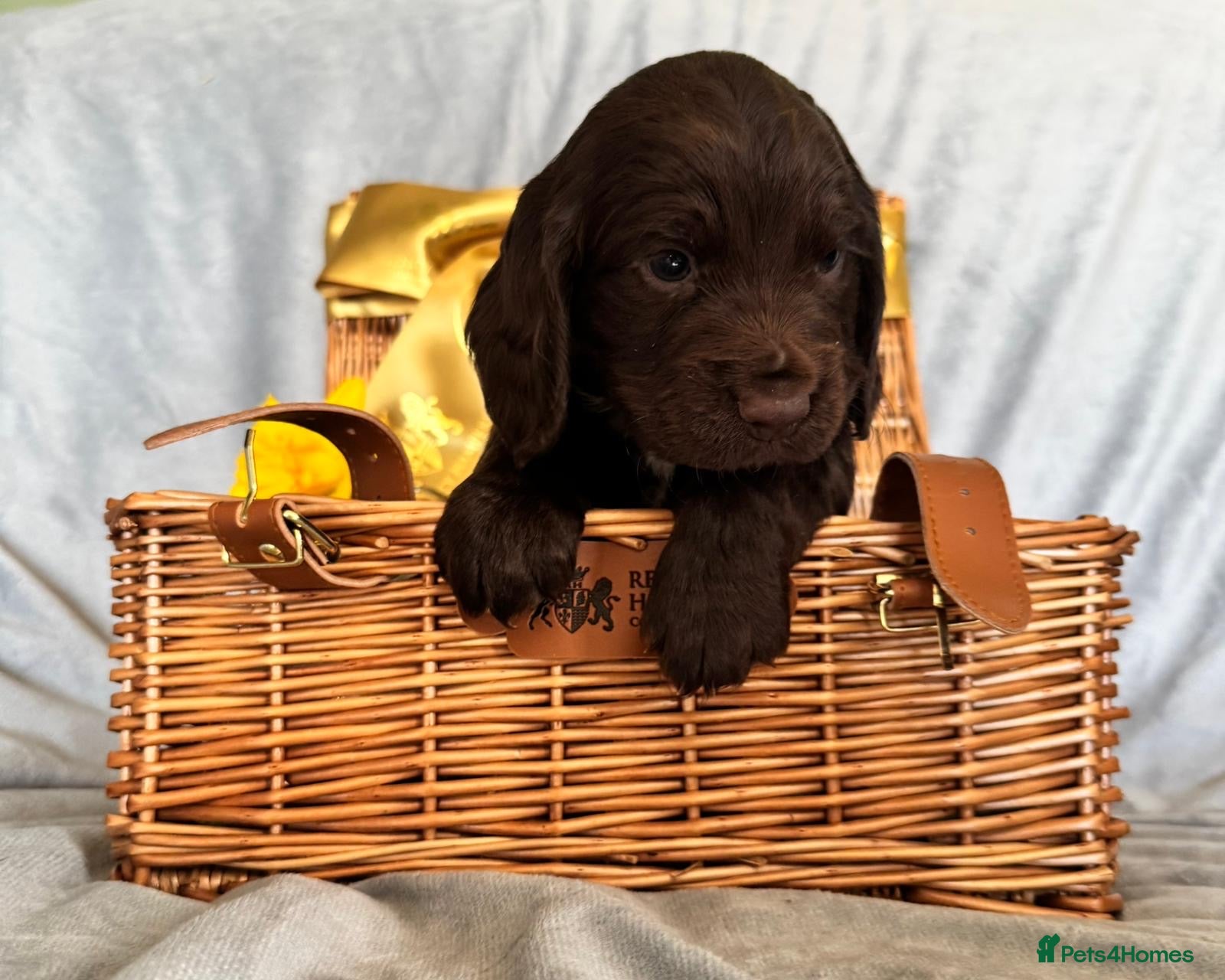 Cocker Spaniel dogs Beautiful Working cocker spaniels.  - Advert 5