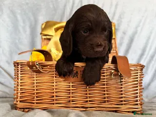 Cocker Spaniel dogs Beautiful Working cocker spaniels. - Advert 5