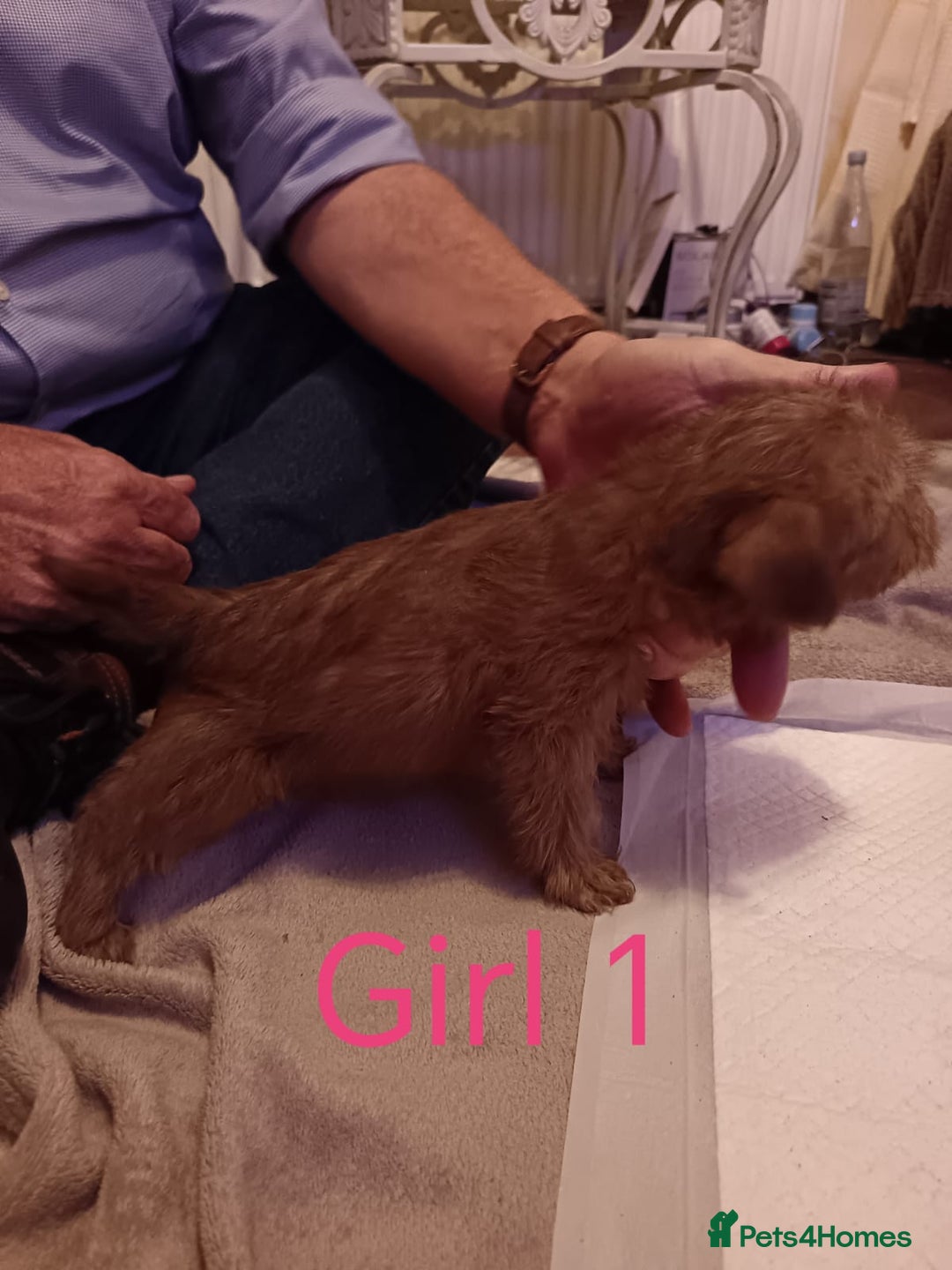 Norfolk Terrier dogs for sale: Norfolk Terrier Puppies - Advert 6