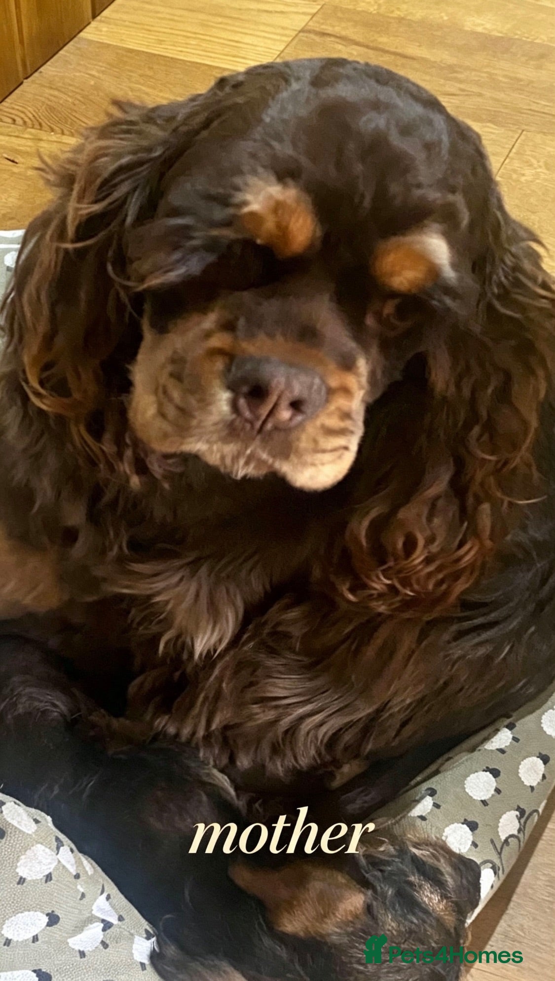 Cockapoo dogs Yankee Doodle  - Advert 5