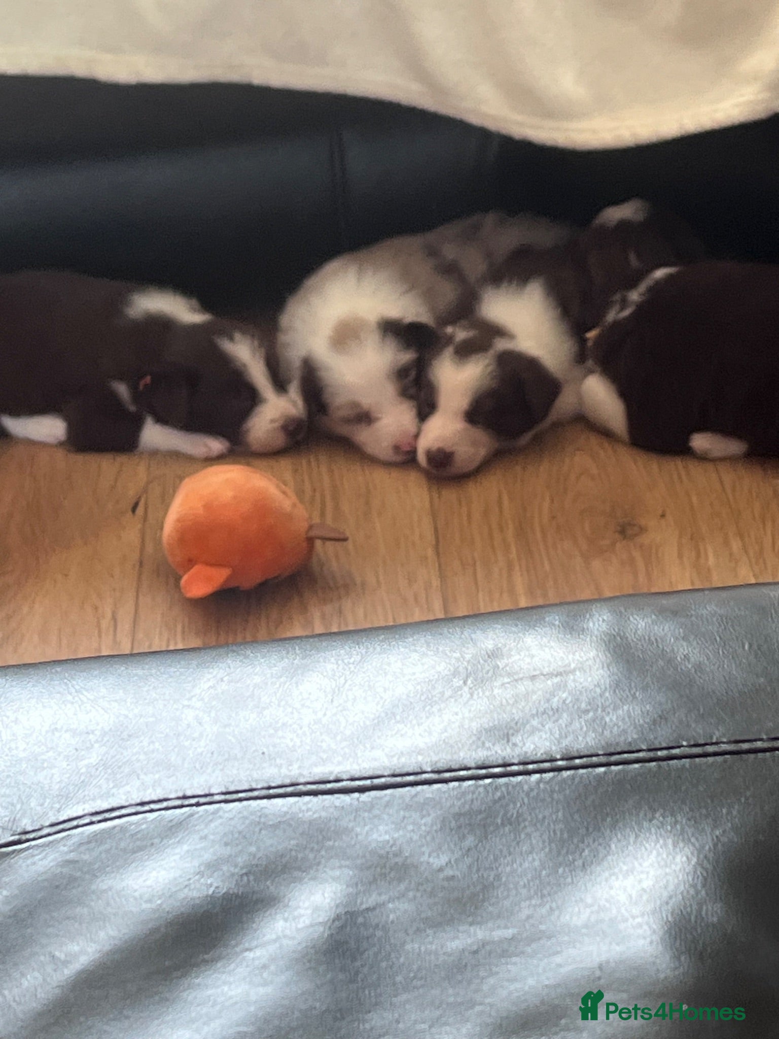 Border Collie dogs Border Collie Puppies Merles & Red and Whites - Advert 7