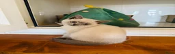 British Shorthair cats for sale: GCCF registered beautiful BSH kittens  - Advert 10