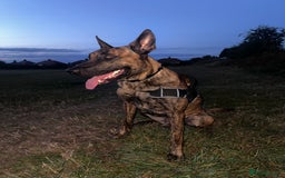 Belgian Shepherd Dog dogs for stud: DUTCH SHEPHERD for stud - Image 3