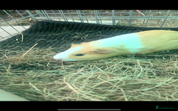 Guinea Pig rodents for sale:  to a lovely home - Image 4