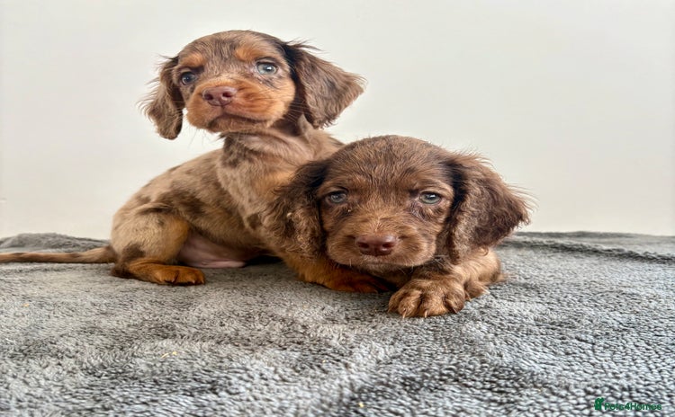 Cocker Spaniel dogs - Advert 16