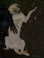 Labrador Retriever dogs - Advert 13
