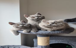 British Shorthair cats for sale: Reduced British Shorthair kittens Ready  - Image 9
