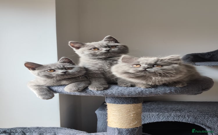 British Shorthair cats - Advert 3