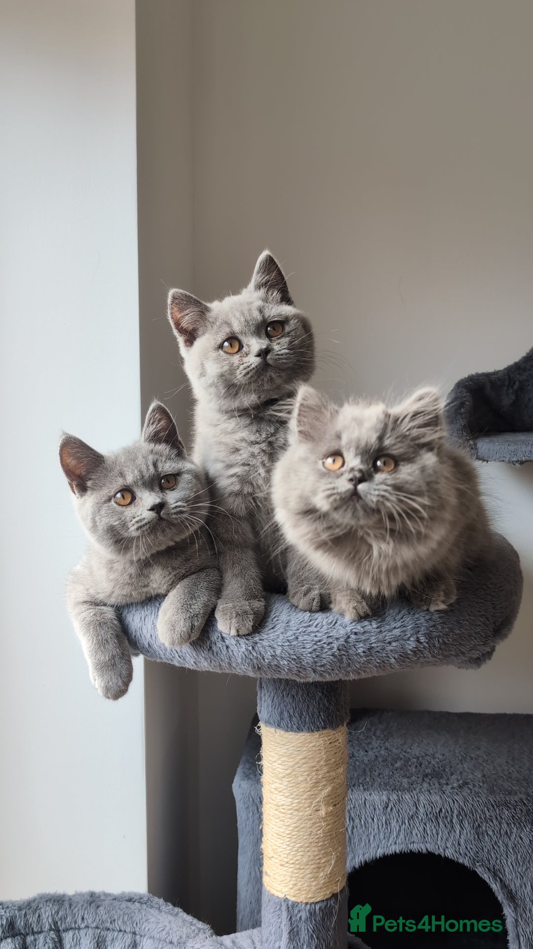 British Shorthair cats for sale: Reduced British Shorthair kittens Ready  - Image 9