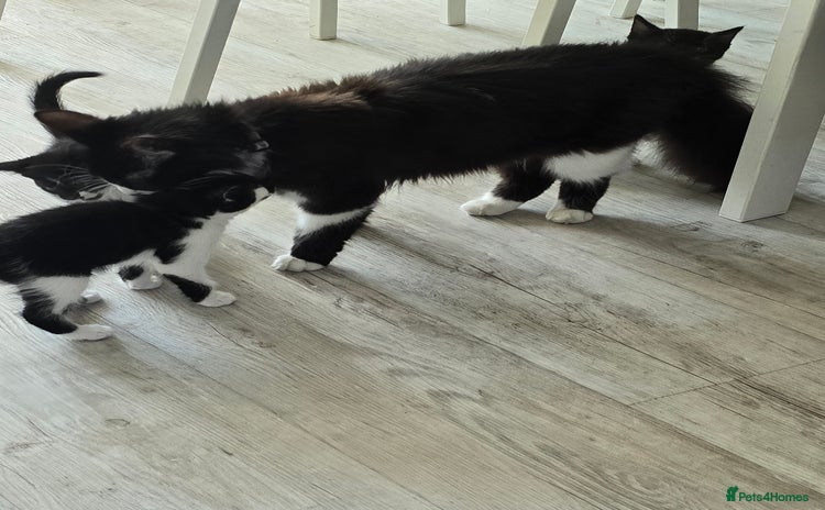 Domestic Shorthair cats - Advert 13
