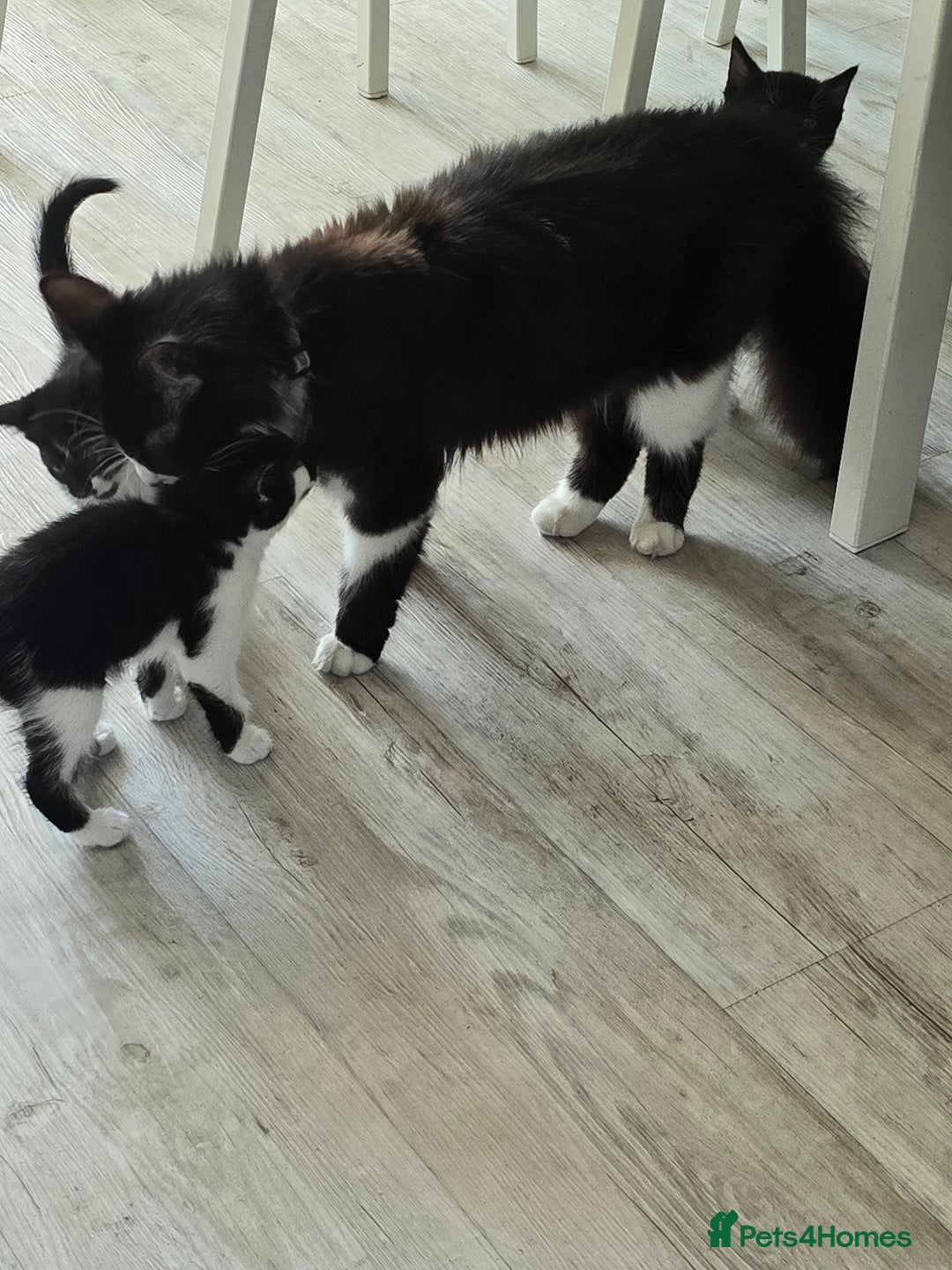 Domestic Shorthair cats for sale: 2 female kittens - Image 1