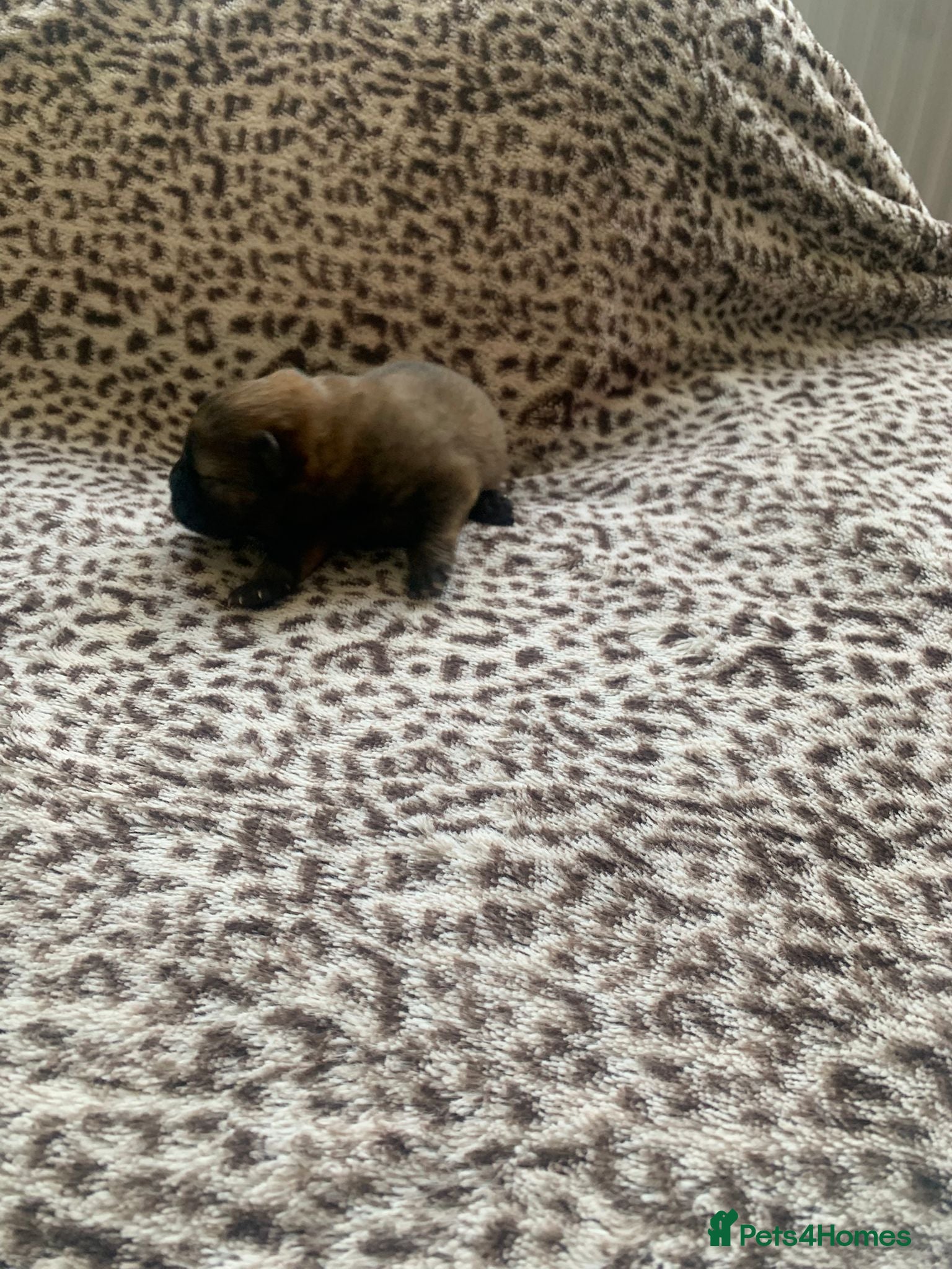Chow Chow dogs for sale: Choclate/lilac Chow chow puppies - Advert 24