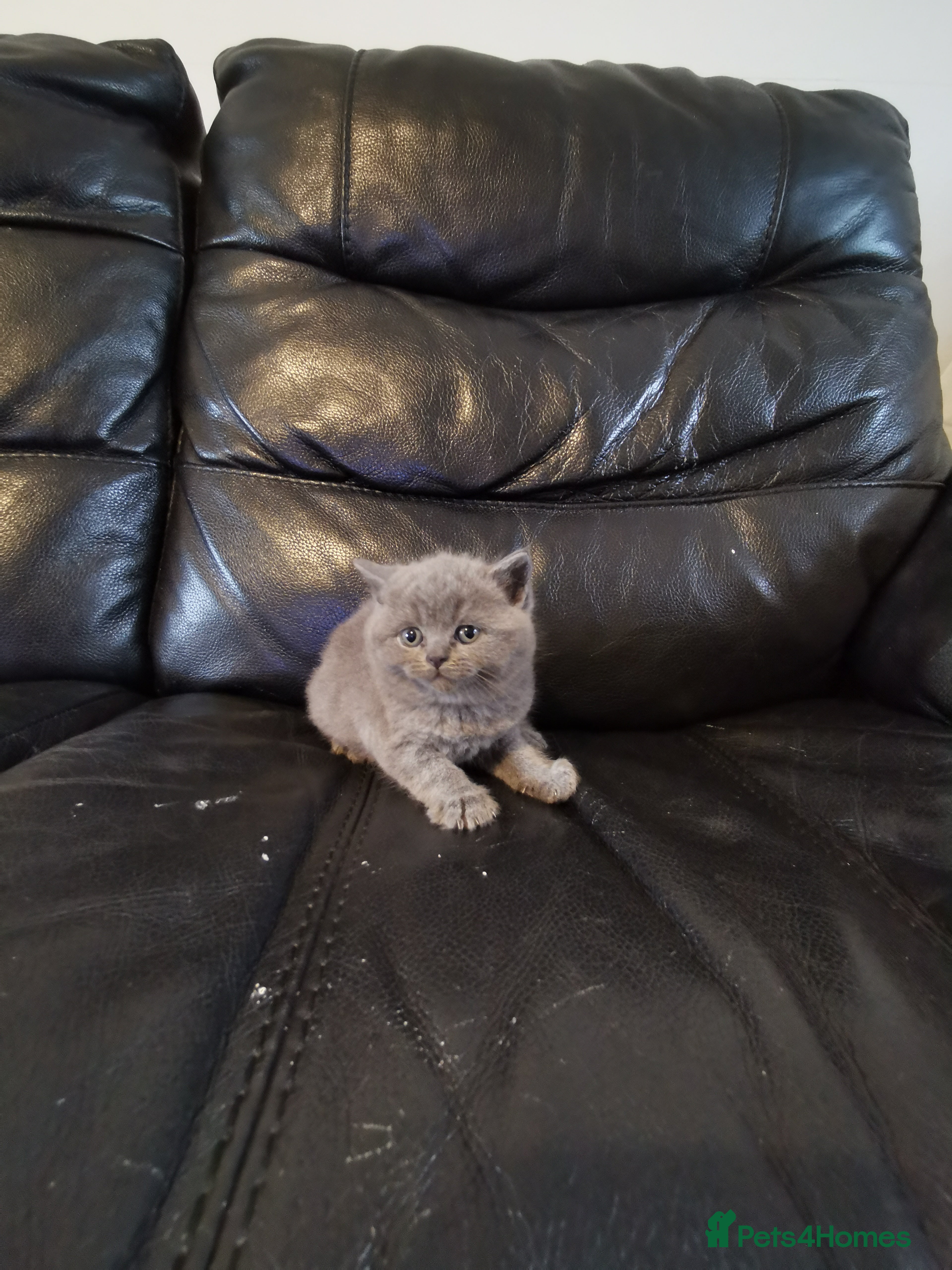 British Shorthair cats GCCF REGISTERED BRITISH SHORTHAIRED KITTENS - Advert 6