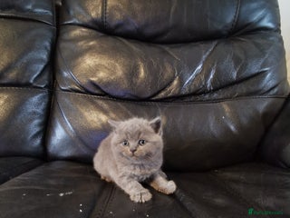 British Shorthair cats GCCF REGISTERED BRITISH SHORTHAIRED KITTENS - Advert 2