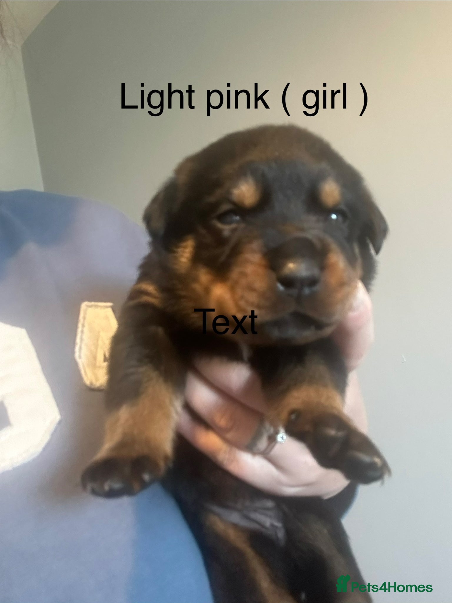 Rottweiler dogs 9 beautiful rottweiller puppies  - Advert 20