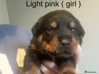 Rottweiler dogs 9 beautiful rottweiller puppies - Advert 20