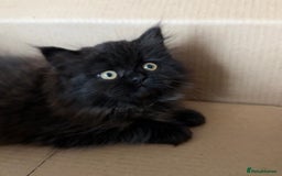 Siberian cats for sale: ❤️ 5 super friendly Siberian mix kittens ❤️ - Image 12