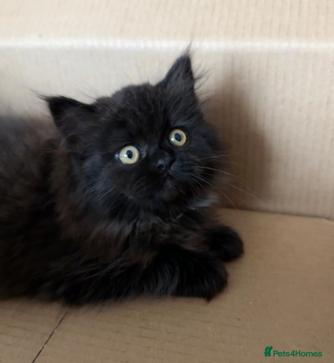 Siberian cats for sale: ❤️ 5 super friendly Siberian mix kittens ❤️ - Image 12