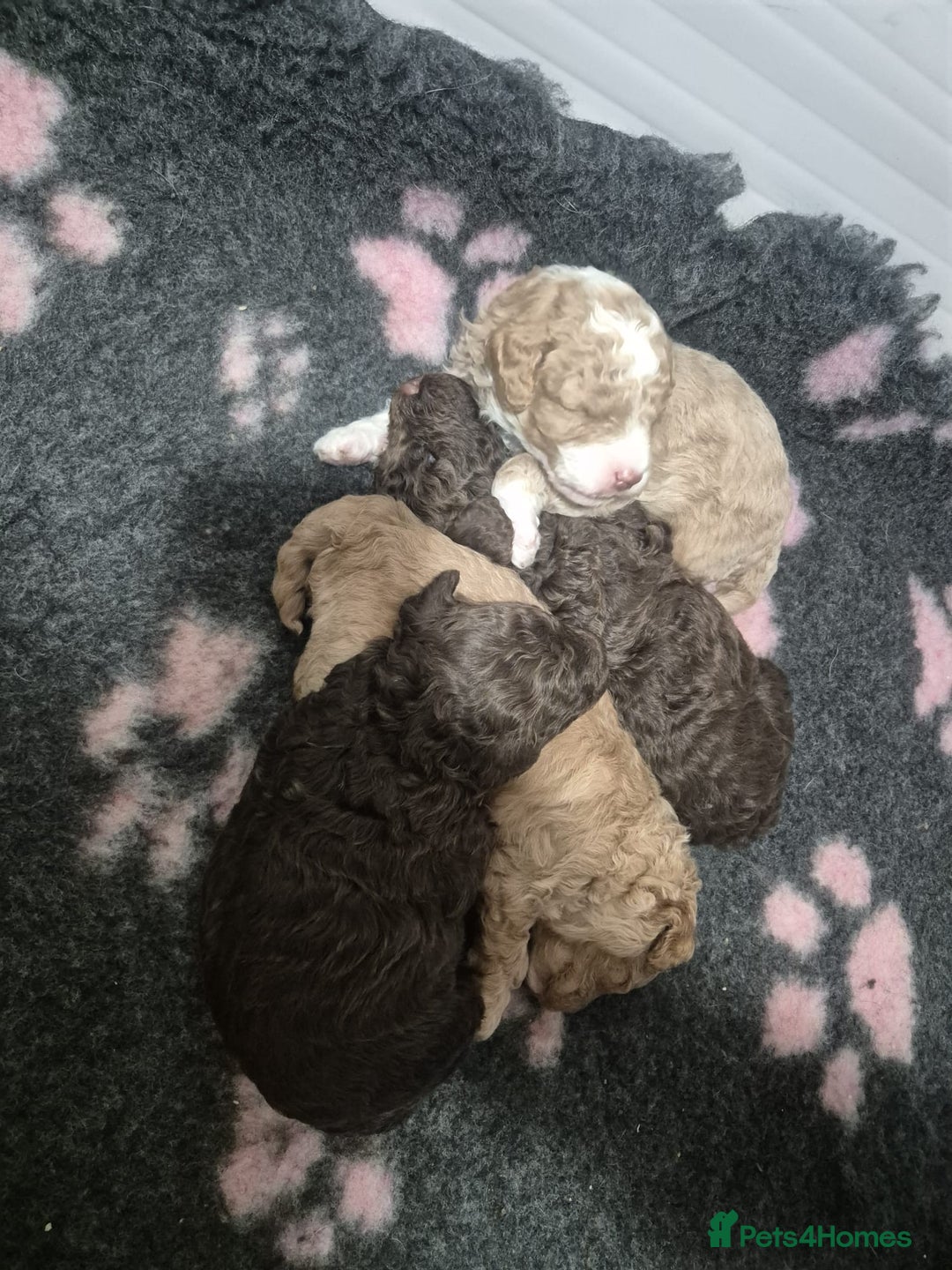 Miniature Poodle dogs for stud: Proven🏆, miniature poodle - Advert 13