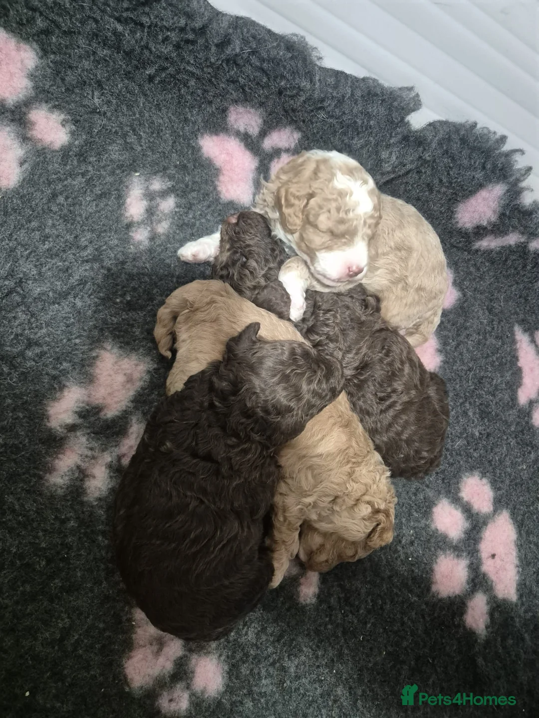 Miniature Poodle dogs for stud: Proven🏆, miniature poodle - Advert 13