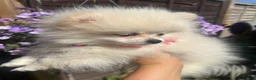 Pomeranian dogs for sale: one little girl Pomeranian puppies - Advert 5