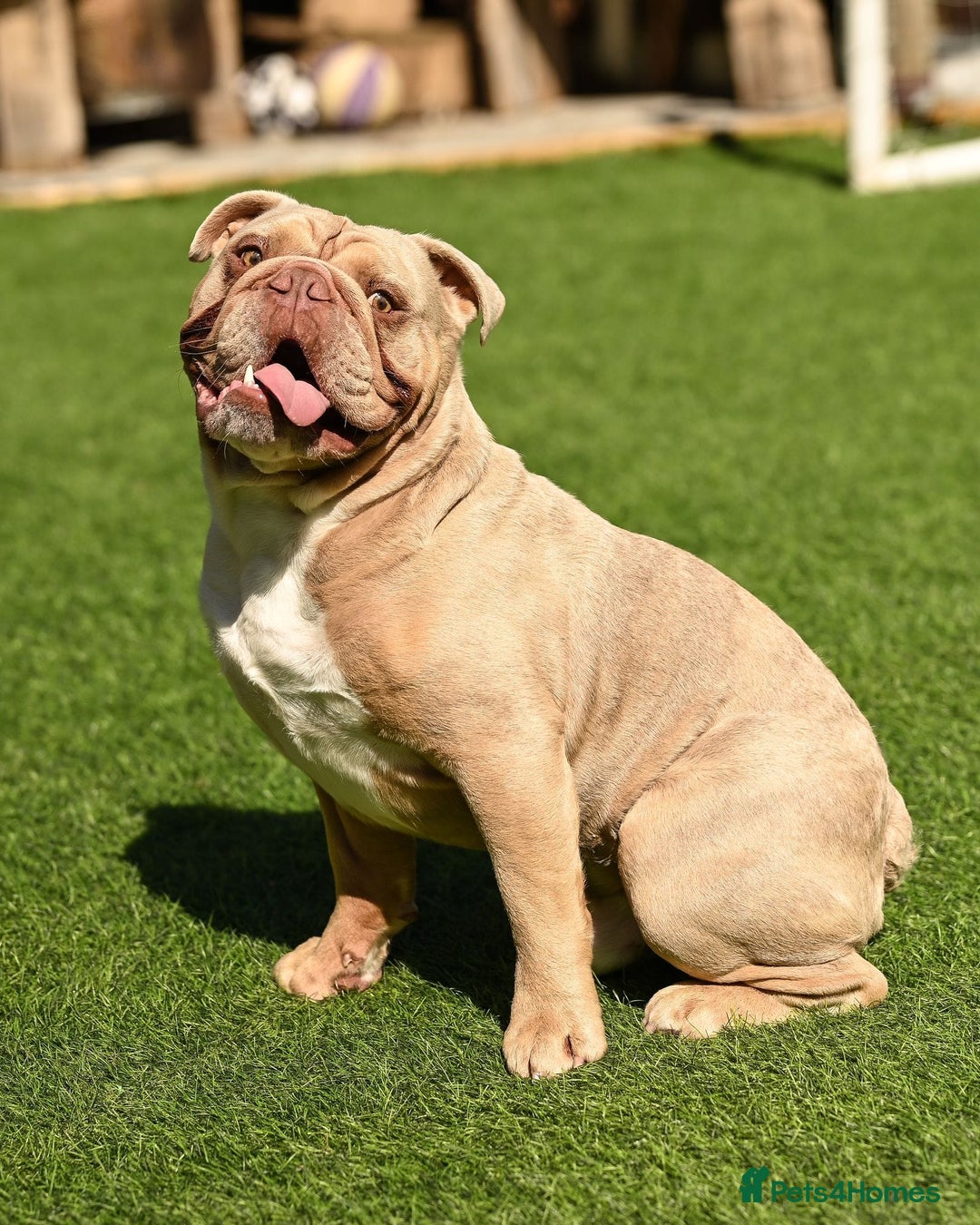 English Bulldog dogs for stud: Lilac English bulldog L1 Fluffy carrier - Image 3