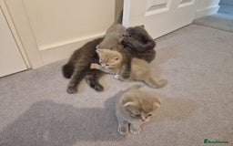 Scottish Fold cats for sale: 🐾 Adorable Scottish Kittens Seeking Loving Homes  - Image 3