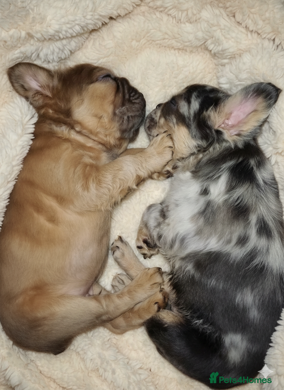 French Bulldog dogs for sale: Quality French Bulldog Puppies – Well Socialised - Advert 7