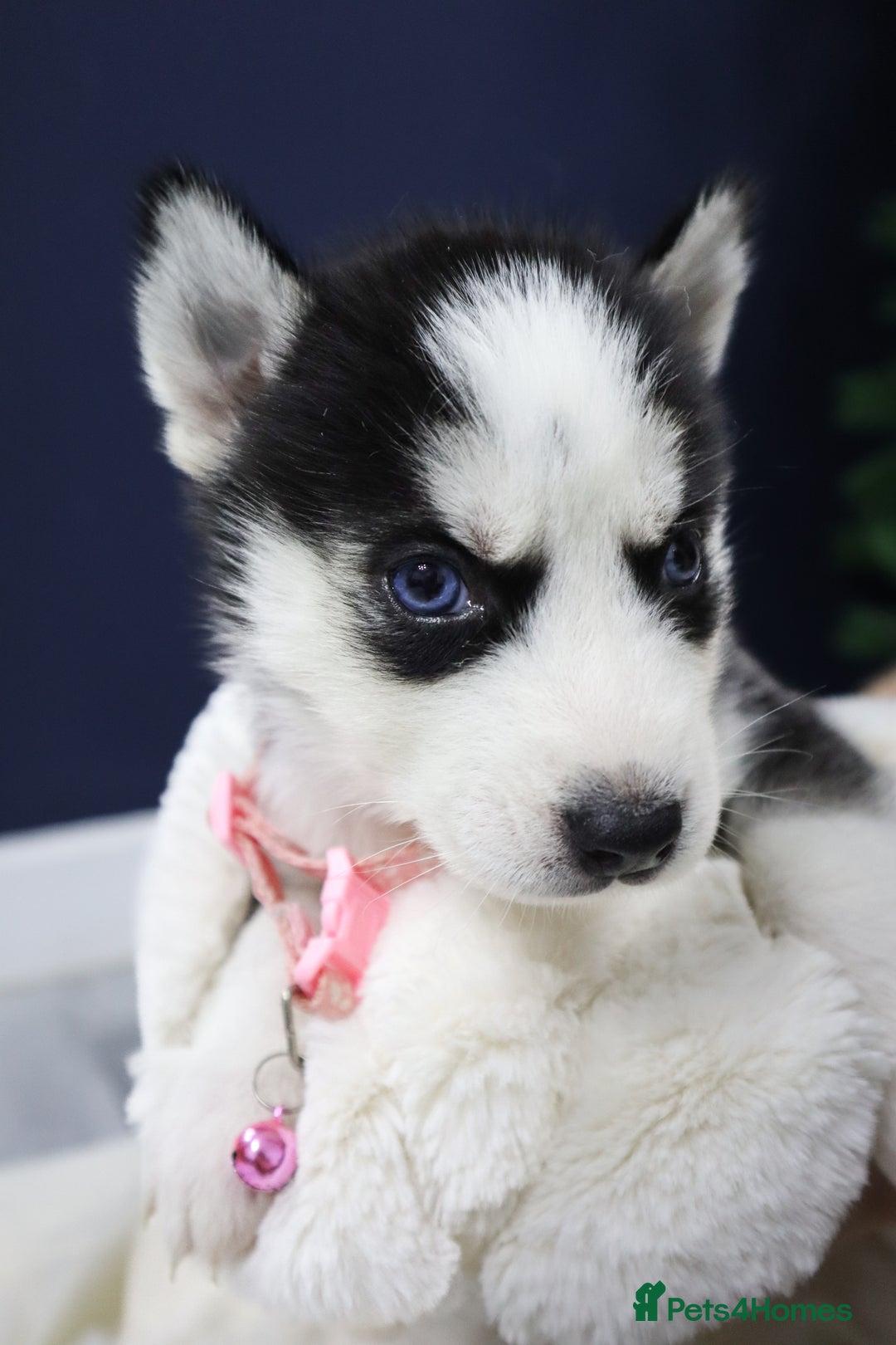 Siberian Husky dogs for sale: Pure Siberian Husky females. Ready to go  - Advert 1