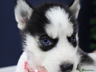 Siberian Husky dogs Pure Siberian Husky females. Ready to go - Advert 2