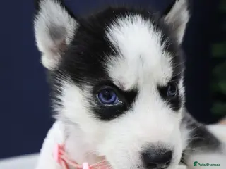 Siberian Husky dogs Pure Siberian Husky female. Ready to go - Advert 5