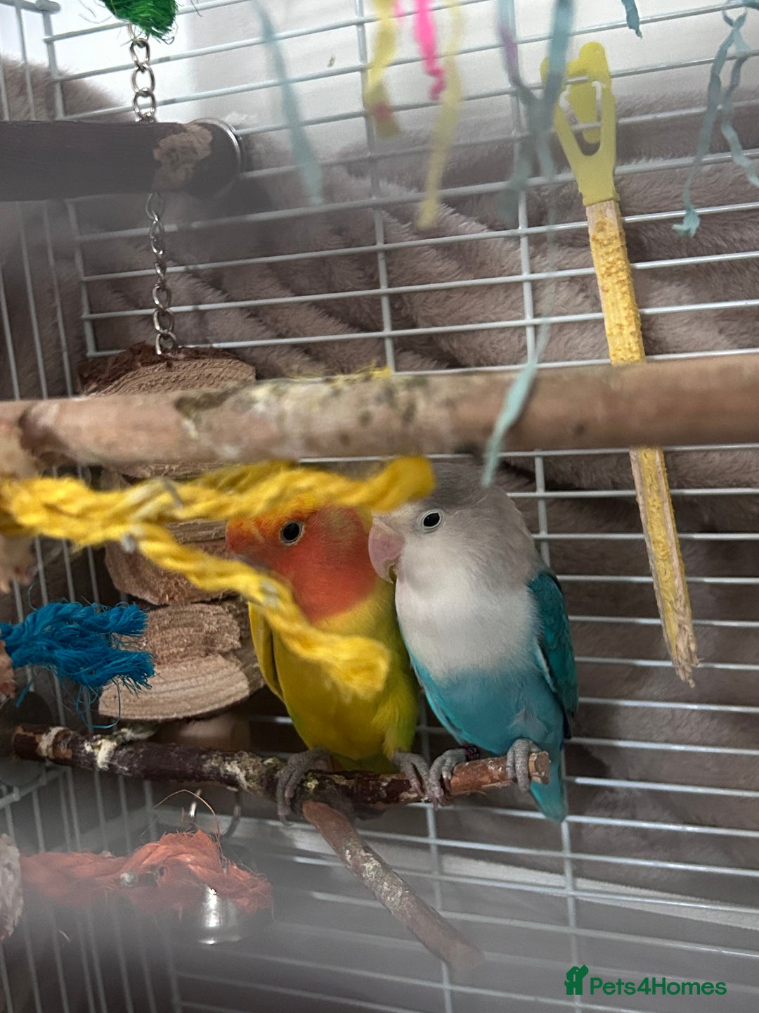 Lovebirds birds for sale: 2 Bonded Lovebirds For sale. NEED GONE❤️ - Advert 7