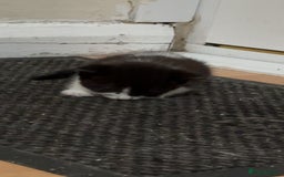 Mixed Breed cats for sale: Two female mixed kittens for sale - Image 11